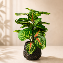 Artificial Green Decorative Plant with Designer Pot